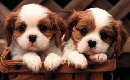 Very cute puppies